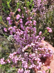 Erica bicolor