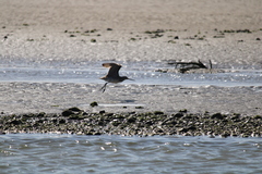 Limosa lapponica baueri