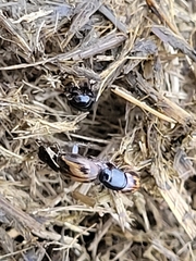 Chilothorax distinctus