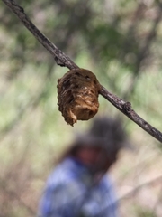 Pseudovates arizonae