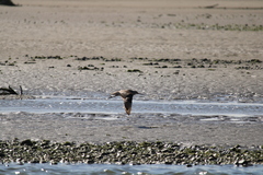Limosa lapponica baueri