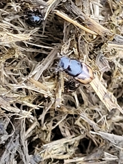 Chilothorax distinctus