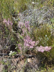 Erica bicolor
