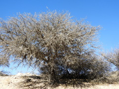 Prosopis ferox
