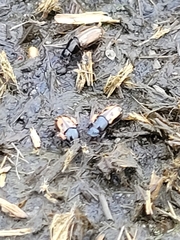 Chilothorax distinctus