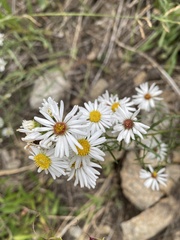 Symphyotrichum porteri