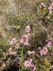 Sprengelia incarnata