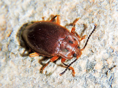 Epipocinae