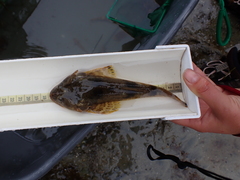 Leptocottus armatus