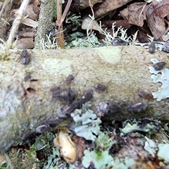 Tuberolachnus salignus