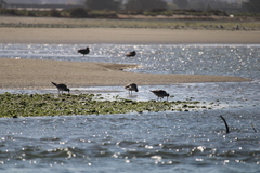 Limosa lapponica baueri
