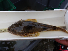 Leptocottus armatus