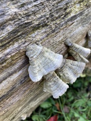 Trametes villosa