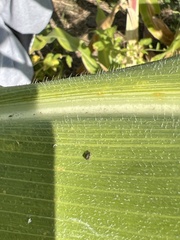 Aphis gossypii
