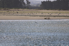 Phalacrocorax punctatus