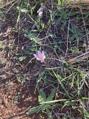 Crocus