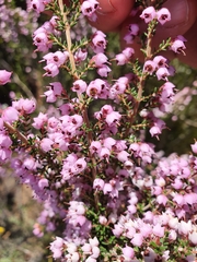 Erica bicolor