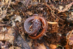 Hemidactylium scutatum