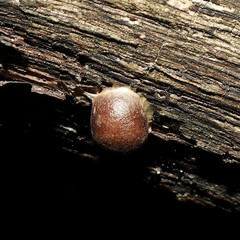 Reticularia splendens