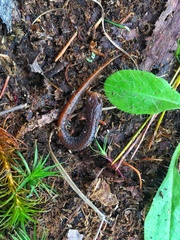 Hemidactylium scutatum