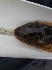 Leptocottus armatus