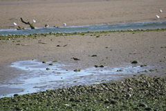 Arenaria interpres interpres