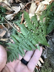 Dryopteris arguta