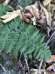 Dryopteris arguta