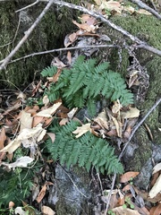 Dryopteris arguta