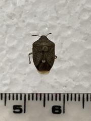 Holcostethus limbolarius