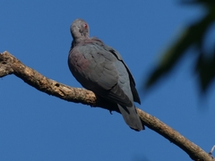 Patagioenas flavirostris