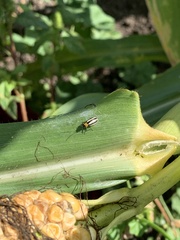 Acalymma trivittatum