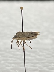 Holcostethus limbolarius