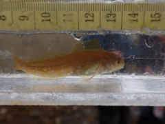 Hexagrammos decagrammus