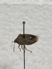 Holcostethus limbolarius