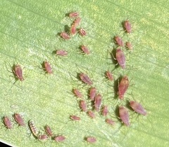 Macrosiphum