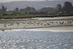 Anarhynchus frontalis