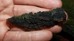 Hymenochaete rubiginosa