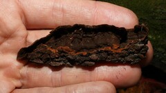Hymenochaete rubiginosa