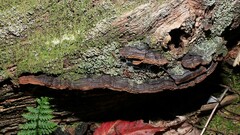 Hymenochaete rubiginosa