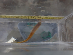Hexagrammos decagrammus