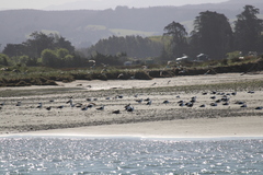 Larus dominicanus dominicanus