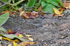 Junco hyemalis