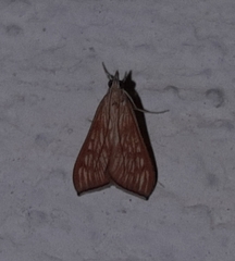 Antigastra catalaunalis