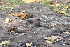 Junco hyemalis
