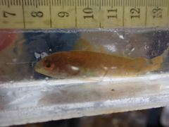 Hexagrammos decagrammus