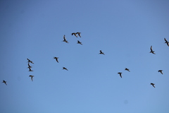 Limosa lapponica baueri