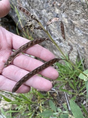 Thermopsis divaricarpa