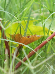 Ricinus communis