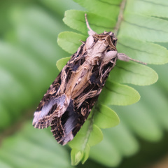 Spodoptera litura